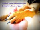 Liebevolle und zuverlässige HUNDEBETREUUNG Rund um die Uhr