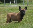 Du Ch teau Taliaferro - French Bulldog Welpen in Dark Sable / Sable Tan / Red F