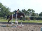 Biete Reitbeteiligung auf talentierter Trakehnerstute