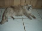 Reinrassiges Ragdoll Katzenmädchen