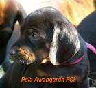 POLNISCHER LAUFHUND Gonczy Polski