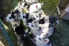 Siberian Husky Welpen mit FCI/ VDH Papieren Amerikanische Champion Blutlinien
