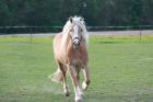 Wunderschöne Haflinger Stute zu verkaufen