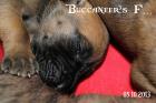 Deutsche Doggen Welpen mit DDC/VDH-Papieren in gelb und gestromt vom 21. 09. 2022