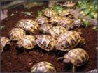 Biete Griechische Landschildkröten Nachzucht 2022