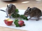 Degupärchen zu verkaufen