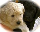 Labradoodle Labrador x Königspudel Welpen