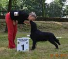 Flat coated retriever zucht-u. ausstellungsrüde almanza-zuchtlinie nom bisx2