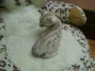 2 superverschmuste Bengal Katerchen Snowbengalen