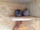 Süße Chinchilla Babys mit Stammbaum Handzam