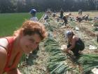 Suche Saisonarbeit Erntehelfer Job 2022