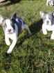 Französische Bulldoggen suche ein neues zu Hause