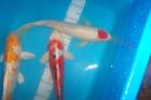 Ihr Fachhändler im Norden für Japan Koi Israel Koi Biotopfische uvm vom Koi C