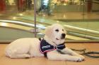Ausbildung von Diabetikerwarnhunde PTBS Hunde Epilepsieanzeigehunde