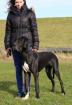 Deutsche Dogge VDH/DDC
