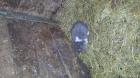 Hasenkinder suchen liebes neues Zuhause