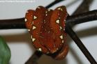 Morelia viridis - Sorong