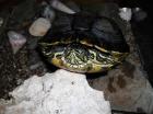Gesunde Wasserschildkröte Trachemys scripta troostii