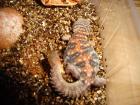 Uromastyx ocellata - geschmückte Dornschwanzagame