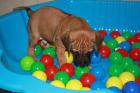 Rhodesian Ridgeback Welpen