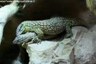 1. 2 Stachelschwanzwarane - varanus acanthurus