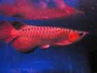 Chili rot Arowana Fische zum Verkauf.