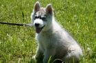 Gesunder rasse-typischer Husky-Welpe Rüde 10 Wochen aus streng kontrollierter