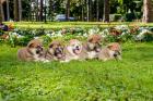 Akita Inu Welpen zu verkaufen