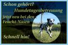 Jetzt neu Hundetagesbetreuung und Gassiservice in 01796 Pirna