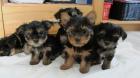 Yorkshire Terrier Welpen