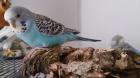 Sitzbrett aus Kork für Wellensittiche Nymphensittiche und andere Vögel