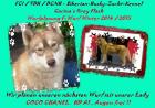 Siberian-Husky-Wurfplanung Winter 2022/2015 aus FCI / VDH / DCNH Zuchtstätte Car
