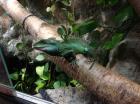 1. 0 Grüne Wasseragame