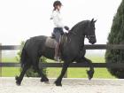 Traumhafter Friesenstute mit tollem Behang