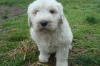 Komondor Welpen König der Hirtenhunde