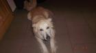 Mischling Huskymischling