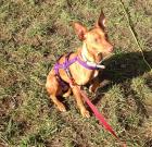 Sol sucht ein neues zu Hause