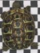 Griechische Landschildkröten Testudo hermanni h b