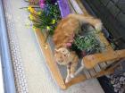 Norwegische Waldkatze jungkater red/white Papiere Impfungen sehr verschmust