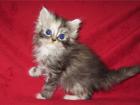 Twinkle Twixx Katze black silver torbie white mit Papieren