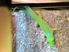 Geckos Phelsuma Pasteuri