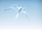 Virtuelles Call Center sucht Inbound Projekte gerne 7/24