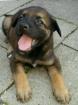 Schäferhund mix Welpe