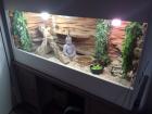 2 weibliche Bartagamen mit oder ohne Terrarium