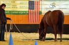 Ich biete Horsemanship-Bodenschultraining The Gentle Touch nach Peter Kreinberg