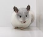 Chinchillas Jungtiere in vielen Farben
