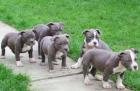 American Bully XXL Blueline für Ihre Weihnachts-