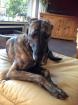 Lena sucht ein neues zu Hause