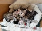 Bengalkitten mit Stambaum Bengalkatze Bengal Kitten Reinrassige