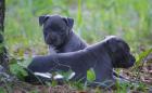 American Welpen Blue-Line Pit Bull Terrier